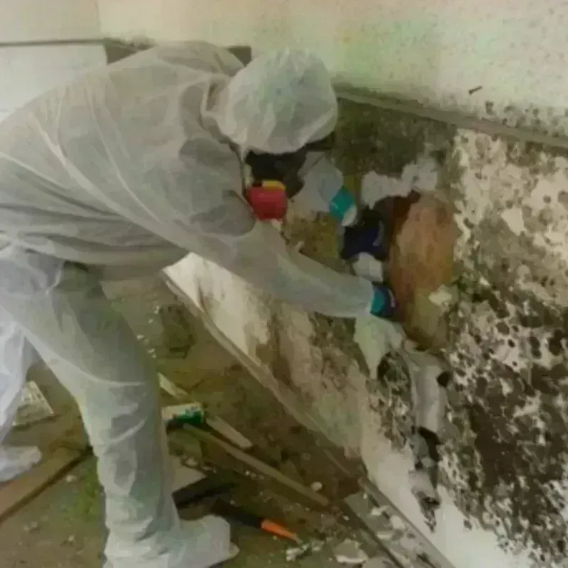 Mold Remediation and Removal in Bartonville, TX